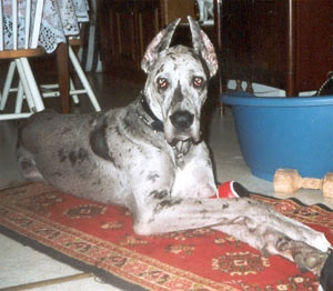 Dogue Allemand