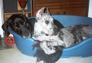 Dogue Allemand