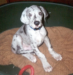 Dogue Allemand