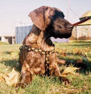 Dogue Allemand