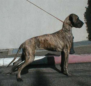 Dogue Allemand