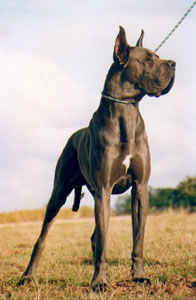 Dogue Allemand