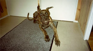 Dogue Allemand
