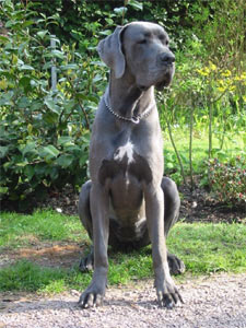 Dogue Allemand