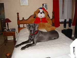 Dogue Allemand