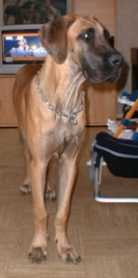 Dogue Allemand