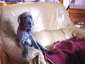 Dogue Allemand