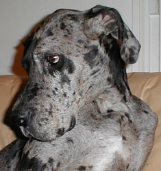 Dogue Allemand