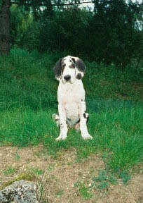 Dogue Allemand