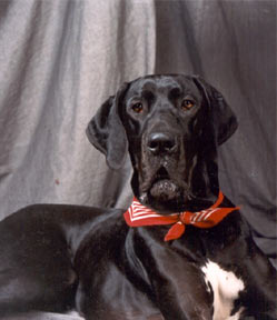 Dogue Allemand