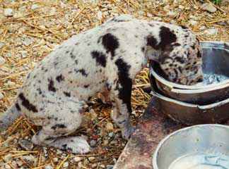 Dogue Allemand