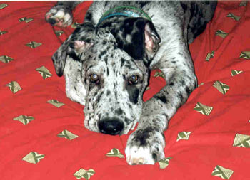 Dogue Allemand