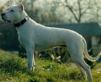 photo du Dogue Argentin