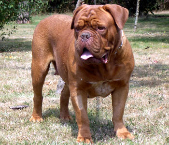 photo du Dogue de Bordeaux