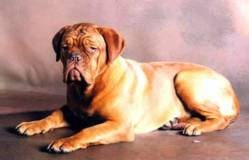 photo du Dogue de Bordeaux