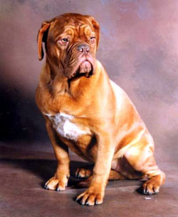 Dogue de Bordeaux