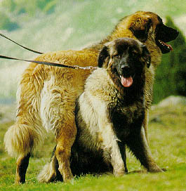 Chien de la Cao Da Estrela