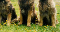 photo du Leonberg