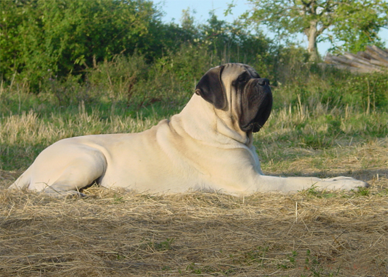 dogue anglais