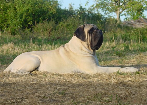 photo du Mastiff