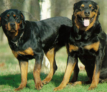 Rottweiler