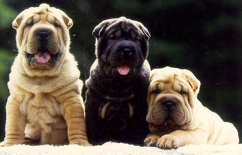 photo du Shar Pei