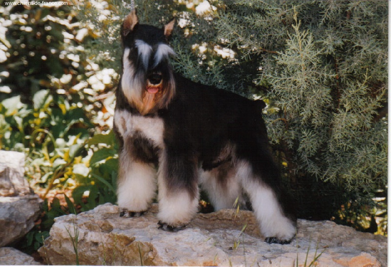 photo du Schnauzer Nain