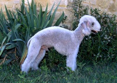 photo du Bedlington