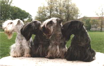 photo du Cesky Terrier