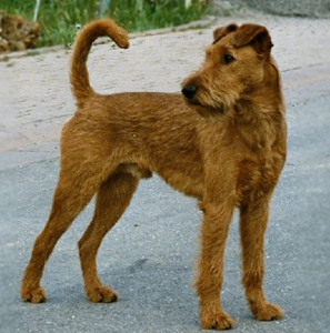 photo de l'Irish Terrier