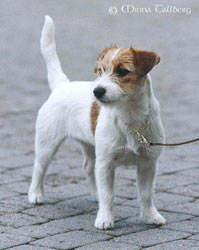 Toilette Du Jack Russell Terrier Jack Russell Terrier Groupe 3 Chiens Et Chiots