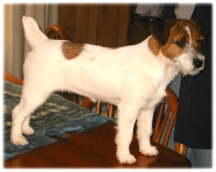Toilette Du Jack Russell Terrier Jack Russell Terrier Groupe 3 Chiens Et Chiots