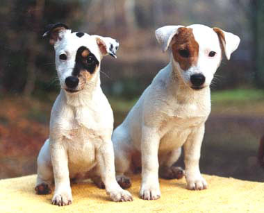 photo de deux Jack Russell