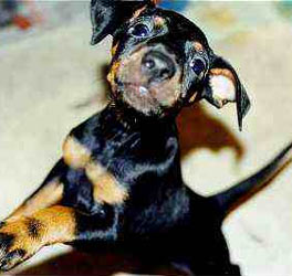 photo du manchester Terrier