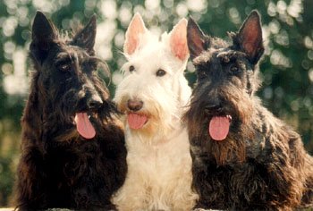 photo de trois Scottish Terrier