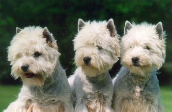 photo de trois Westies