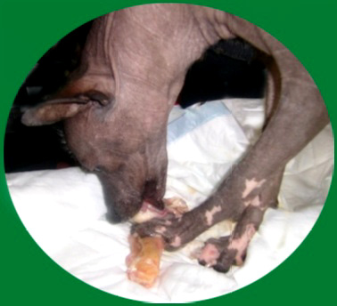 Chien du Pérou ou chien Péruvien - alimentation / nourriture