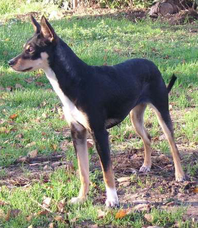 Chien du Prou ou chien Pruvien - comportements