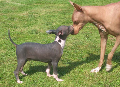 Chien du pérou ou chien péruvien - origine