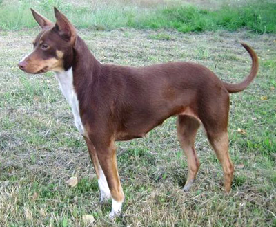 Chien du Pérou ou chien Péruvien - standard