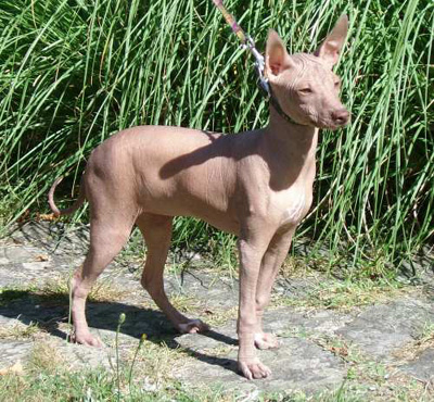 Chien du Pérou ou chien Péruvien - standards