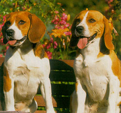 chien beagle caractere