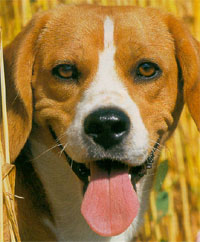 beagle nourriture alimentation