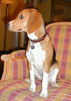 photo beagle