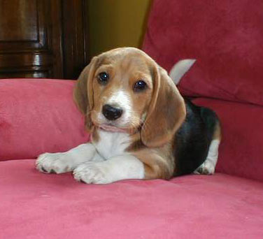 chien beagle