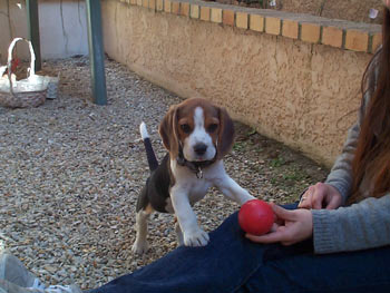 chien beagle