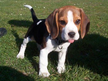 chien beagle