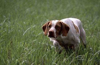 Chien Braque Saint-Germain aux aguets.