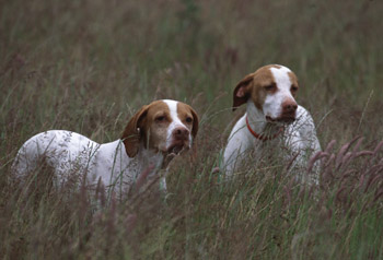 Chiens Braque Saint-Germain.