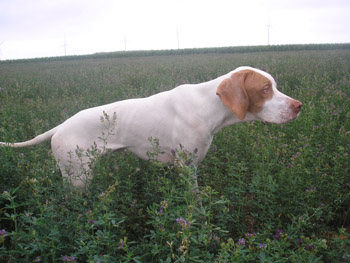 chien braque saint germain dans la nature